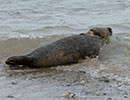 Seal Release - 10th May 2016