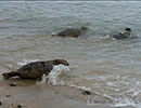 Seal Release - 10th May 2016