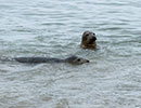 Seal Release - 10th May 2016