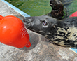 12 days of Enrichment!