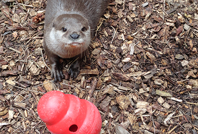 12 days of Enrichment!