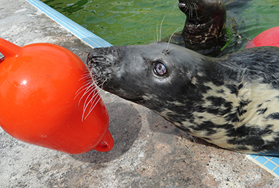 12 days of Enrichment!