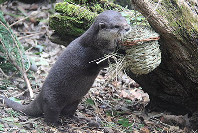 12 days of Enrichment!