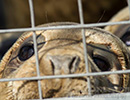 Seal Release - 15th May 2014