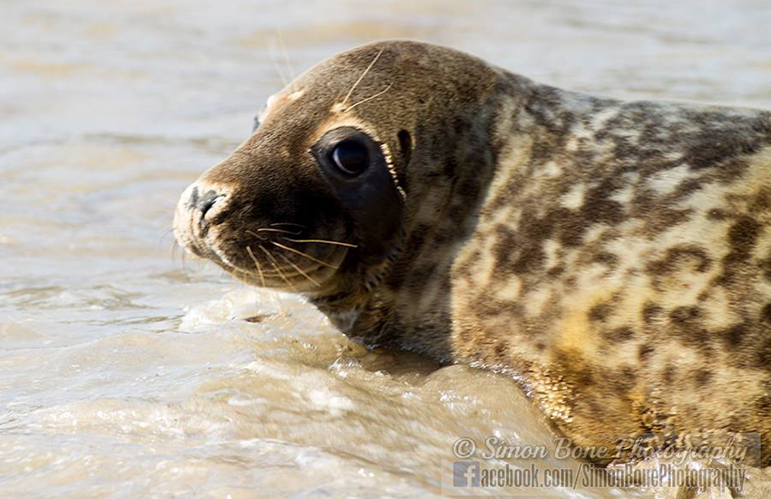 Seal Release - 15th May 2014