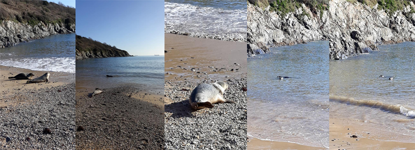 Seal Release - Photos Credit - Abby Ham