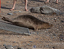 Seal Release - 16th May 2014