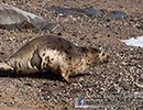 Seal Release - 16th May 2014