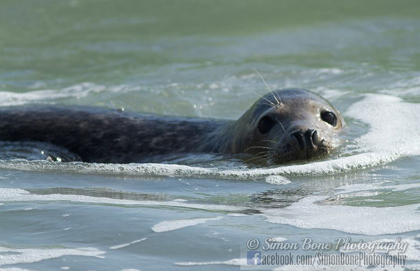 Seal Release - 16th May 2014