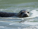 Seal Release - 16th May 2014