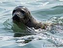 Seal Release - 16th May 2014