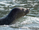 Seal Release - 16th May 2014