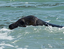 Seal Release - 16th May 2014