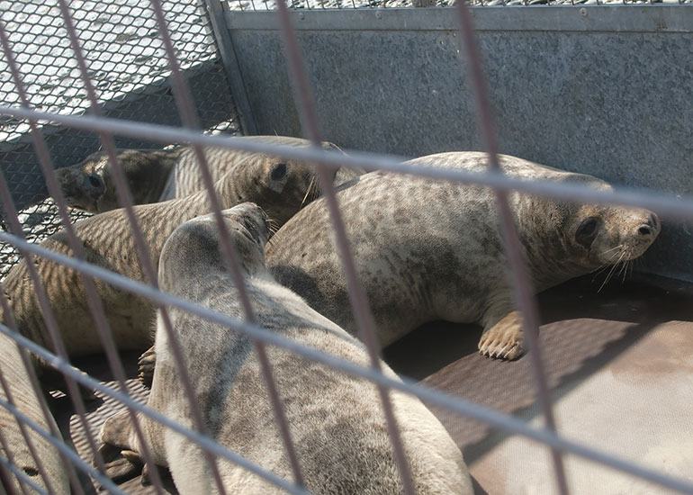 Seal Release - 16th May 2016