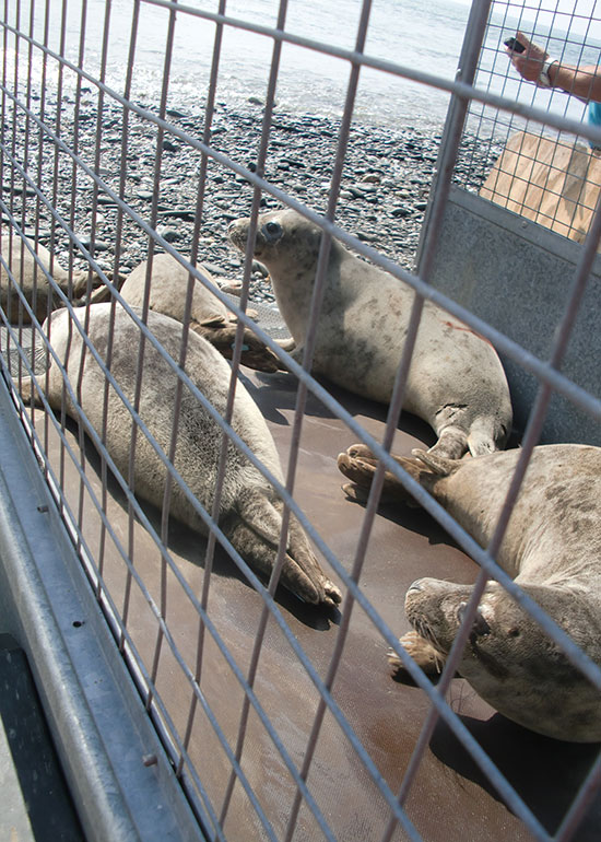 Seal Release - 16th May 2016