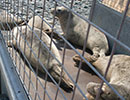 Seal Release - 16th May 2016