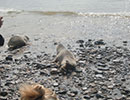 Seal Release - 16th May 2016