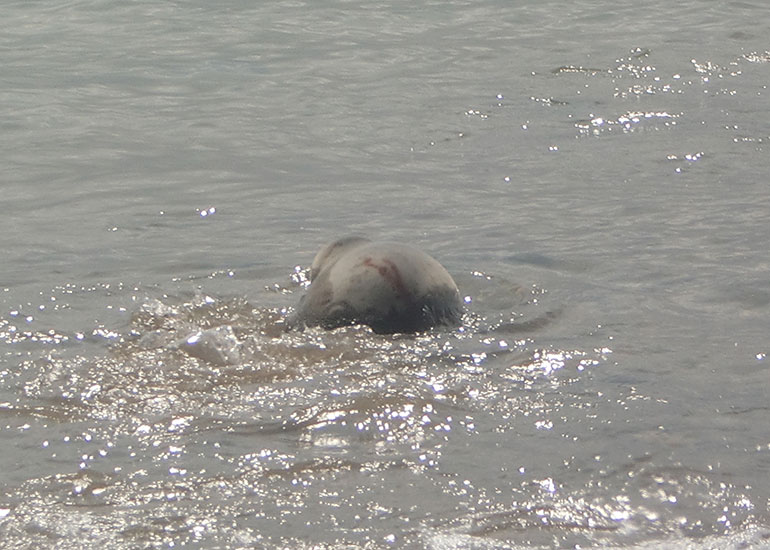 Seal Release - 16th May 2016