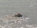 Seal Release - 16th May 2016