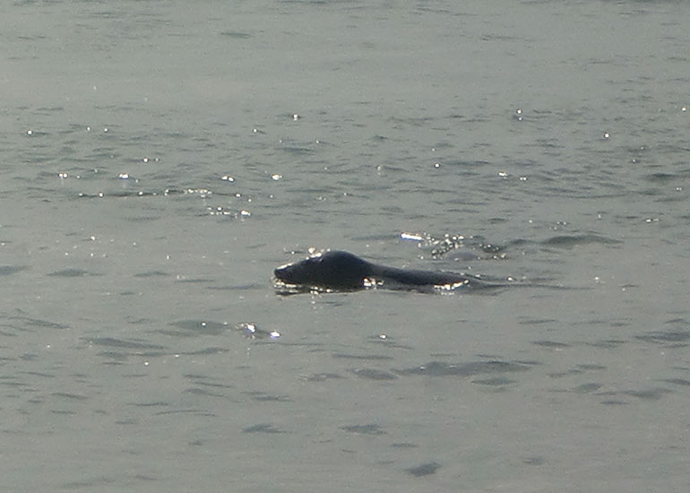 Seal Release - 16th May 2016