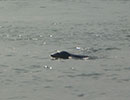 Seal Release - 16th May 2016
