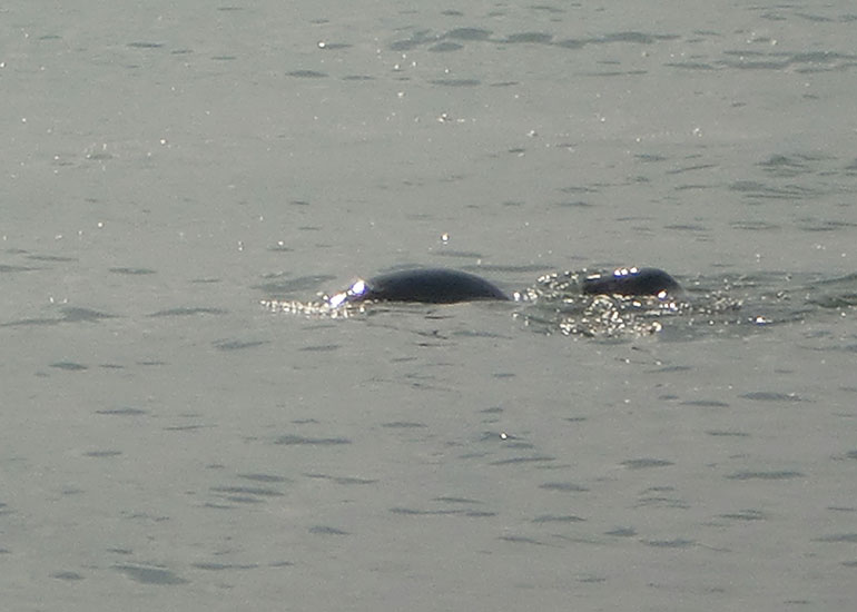 Seal Release - 16th May 2016