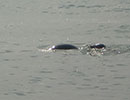 Seal Release - 16th May 2016