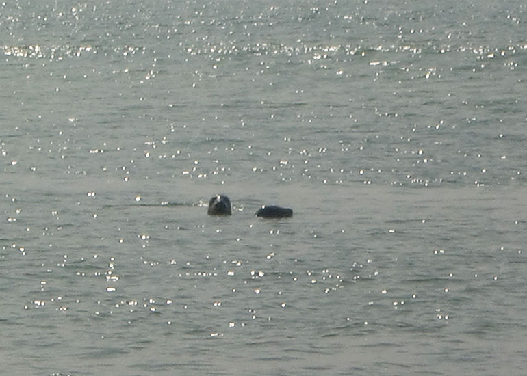 Seal Release - 16th May 2016