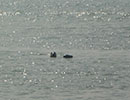 Seal Release - 16th May 2016