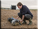 Seal Release - 17th November 2015
