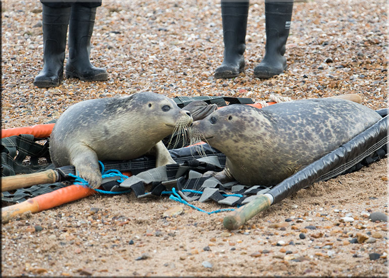 Pups kissing goodbye - photo taken on 17th November 2015