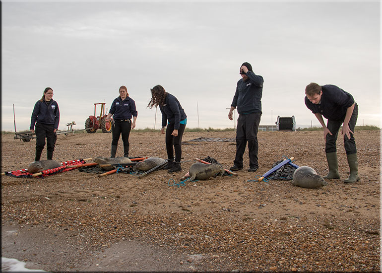 seal release - photo taken on 17th November 2015