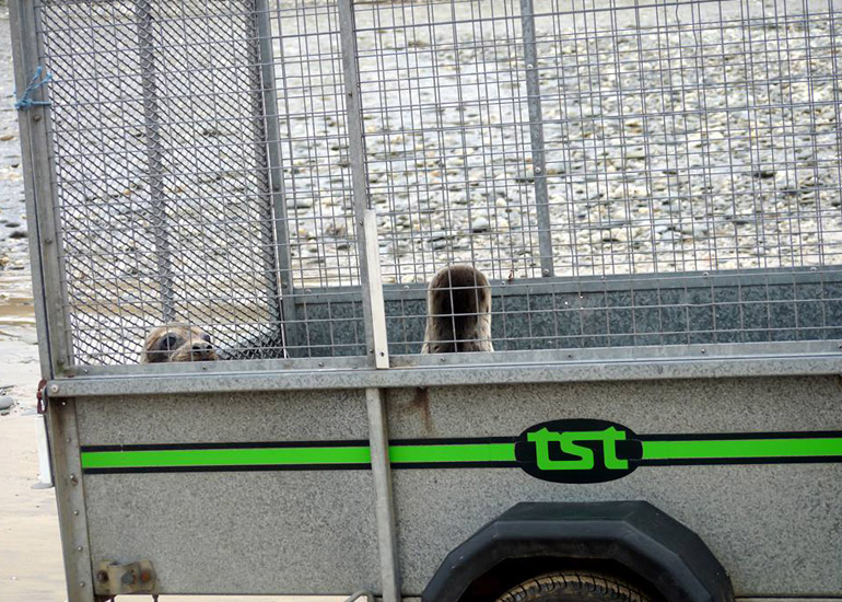 Seal Release - 18th June 2013
