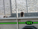 Seal Release - 18th June 2013