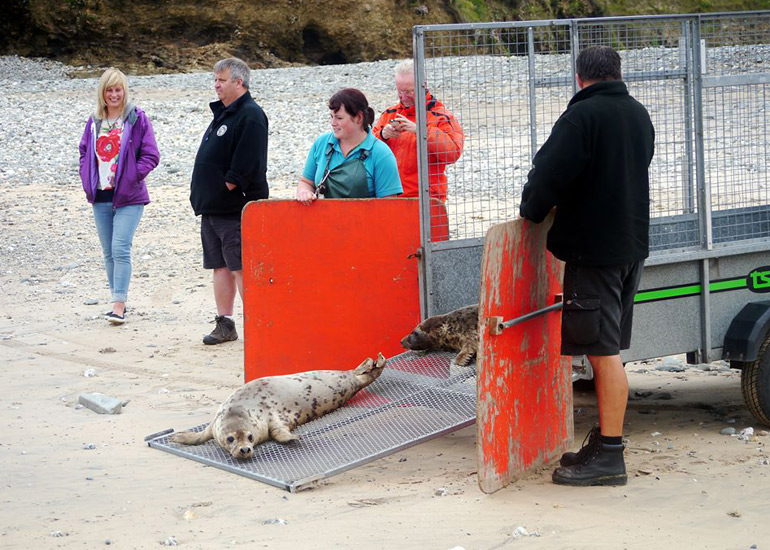 Seal Release - 18th June 2013