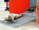 Seal Release - 18th June 2013