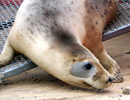 Seal Release - 18th June 2013