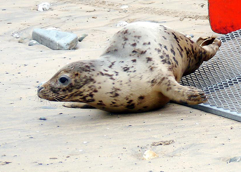 Seal Release - 18th June 2013