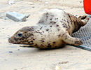 Seal Release - 18th June 2013