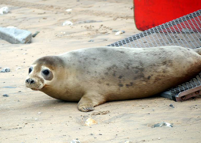 Seal Release - 18th June 2013