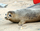 Seal Release - 18th June 2013