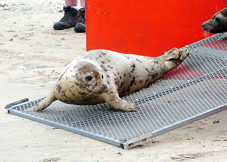 Seal Release - 18th June 2013