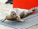 Seal Release - 18th June 2013