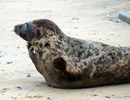 Seal Release - 18th June 2013