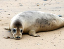 Seal Release - 18th June 2013