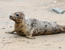 Seal Release - 18th June 2013
