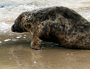 Seal Release - 18th June 2013