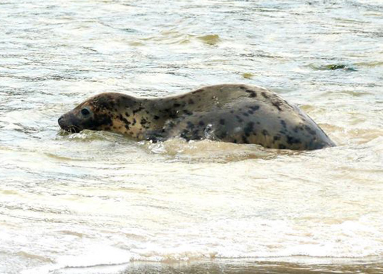 Seal Release - 18th June 2013