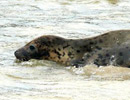Seal Release - 18th June 2013