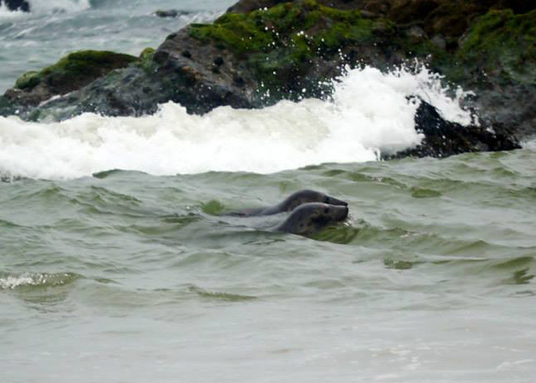 Seal Release - 18th June 2013